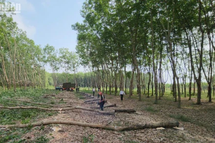 Bình Phước triển khai giải phóng mặt bằng. 