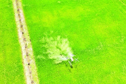 Nông dân xã Buôn Choáh, huyện Krông Nô, tỉnh Đắk Nông sử dụng máy bay không người lái chăm sóc lúa.