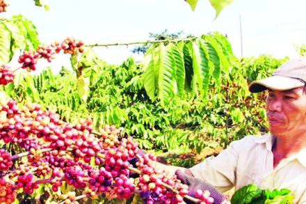 Mùa thu hoạch cà-phê tại huyện Bảo Lâm, tỉnh Lâm Đồng.