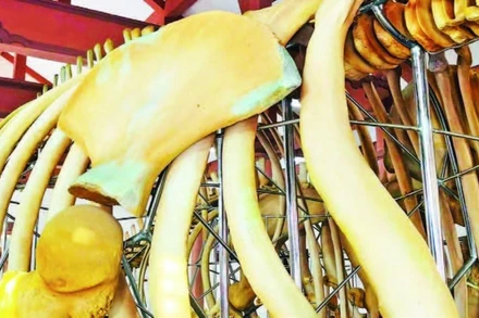 Bộ xương cá Ông có niên đại hơn 200 năm được trưng bày tại lăng Tân, huyện đảo Lý Sơn, tỉnh Quãng Ngãi.