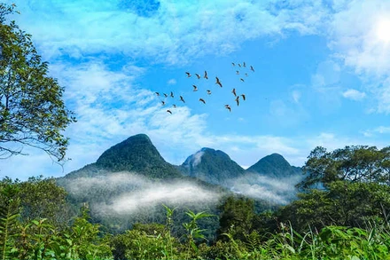 Tiềm năng tín chỉ carbon lớn từ rừng. (Ảnh: HẠNH VÂN)