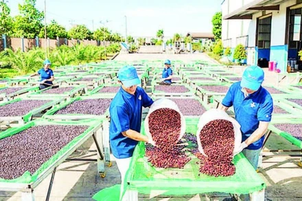 Năm 2024, xuất khẩu cà-phê của tỉnh Gia Lai đạt 210.000 tấn, kim ngạch đạt 620 triệu USD.