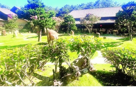 Những gốc trà cổ trong khuôn viên Bảo tàng trà Long Đỉnh.