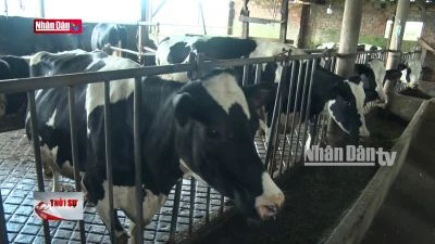 Tập trung điều tra xác định nguyên nhân bò sữa chết hàng loạt