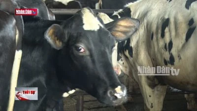 Lâm Đồng: Triển khai phòng chống bệnh tiêu chảy trên đàn bò sữa