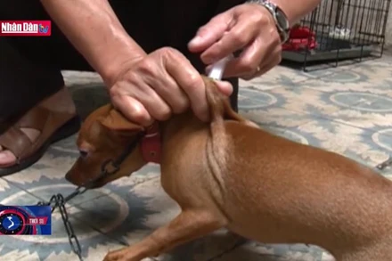 Nhiều sai lầm trong phòng chống bệnh dại