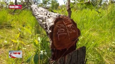 Bao giờ rừng biên giới Ia Mơ mới hết bị xâm hại