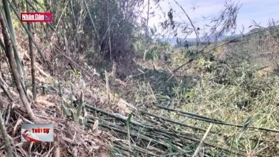 Phát hiện, xử lý vụ phá rừng phòng hộ tại Đắk Nông