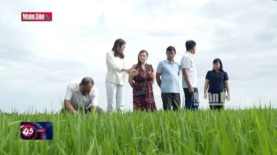 Cần Thơ: Nông dân nhận được tiền thưởng nhờ canh tác giảm phát thải