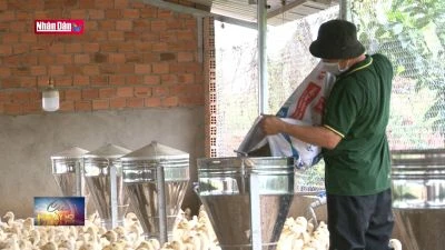 Lâm Đồng sẽ đáp ứng 20% nhu cầu thức ăn chăn nuôi vào năm 2025