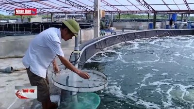 Người nuôi tôm gặp khó do thị trường đầu ra bấp bênh