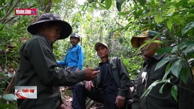 Quảng Nam có tổng diện tích rừng đứng thứ 2 cả nước