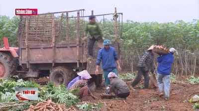Nông dân Thanh Hóa được mùa sắn giá cao