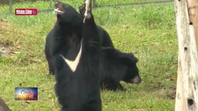 Dược liệu thay thế thuốc từ động vật hoang dã