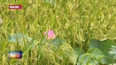 Mô hình lúa - sen thích ứng với biến đổi khí hậu