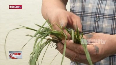 Hơn 7.100 ha diện tích cây trồng bị ngập úng