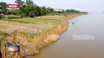 Sạt lở nghiêm trọng ở bờ sông Lô