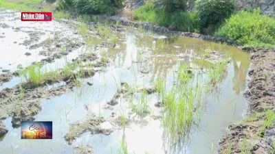 Có hay không việc bơm cát nền cao tốc gây chết lúa?