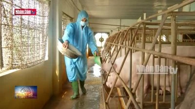 Bảo đảm nguồn cung thịt lợn dịp cuối năm