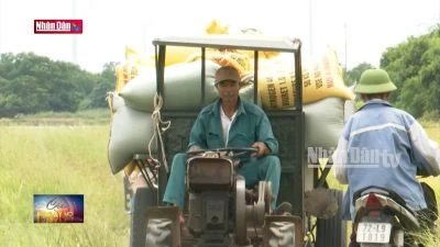Quảng Bình: Nông dân phấn khởi vì vụ lúa hè thu được mùa được giá