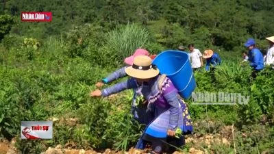 Khó duy trì thu nhập tại các xã nông thôn mới vùng cao