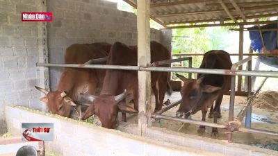 Hướng phát triển chăn nuôi gia súc ở vùng núi tỉnh Thanh Hóa