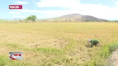 Hàng trăm hécta cây trồng tại Gia Lai có nguy cơ mất trắng vì hạn