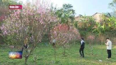 Phát triển kinh tế nhờ cây đào xứ Lạng