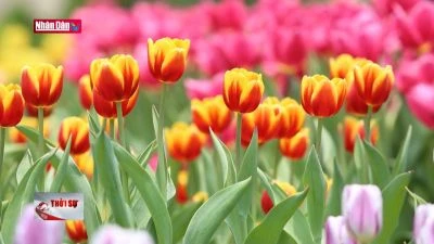 Độc đáo vườn hoa tulip trên độ cao 986 mét ở đỉnh núi Bà Đen