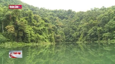 Để những cánh rừng mãi xanh