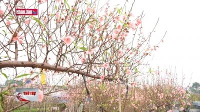 Đào Nhật Tân và thú chơi đào của người Hà Nội