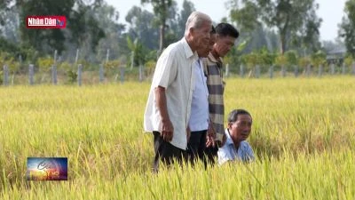 Giải pháp “bội thu cây lúa” gia tăng hiệu quả kinh tế