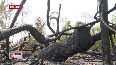 Lại phát hiện một vụ phá rừng quy mô lớn tại tỉnh Gia Lai