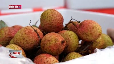 Lào Cai: Hỗ trợ xuất khẩu quả vải thiều sang Trung Quốc