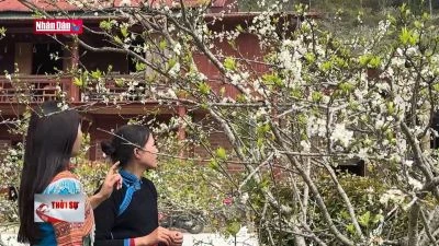 Mùa hoa mận trắng trên cao nguyên Bắc Hà