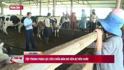 Tập trung toàn lực cứu chữa đàn bò sữa bị tiêu chảy