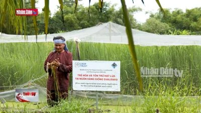 Bảo tồn và phát triển hàng chục giống lúa mùa bản địa