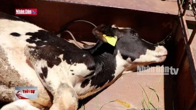 Lâm Đồng: Bò sữa phát bệnh, chết bất thường hàng loạt