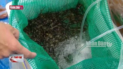 Phú Yên: Giá tôm hùm giống tăng cao, ngư dân thận trọng thả nuôi