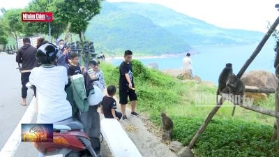 Kêu gọi chấm dứt hành vi cho khỉ ăn tại bán đảo Sơn Trà