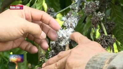 Nhiều diện tích cây trồng bị nhiễm sâu bệnh hại