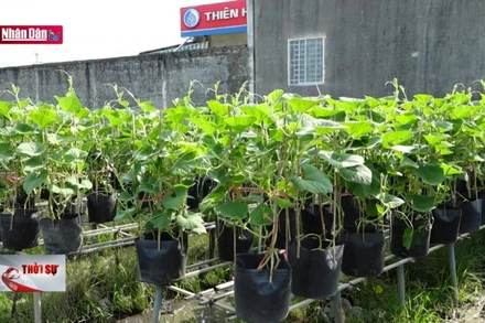 Độc lạ rau củ lên chậu hút hàng dịp Tết