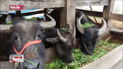 Phòng, chống đói rét cho đàn gia súc