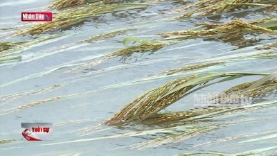 Thanh Hóa: Vận hành tối đa các trạm bơm tiêu chống ngập vùng hạ du