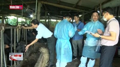 Lập tổ công tác bồi thường thiệt hại vụ bò sữa chết sau tiêm vắc xin