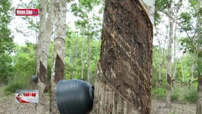 Hàng trăm héc ta cao su ''vô chủ'' trên đất rừng