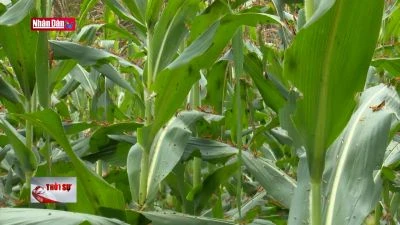 Ngăn châu chấu tre lưng vàng lan rộng