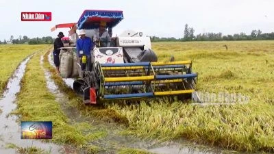 Thiếu máy cắt để cứu lúa đổ do lũ