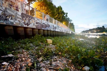 Xác cá dồn ứ tại nhiều điểm dọc tuyến kênh Nhiêu Lộc-Thị Nghè. (Ảnh: MINH TÂM)