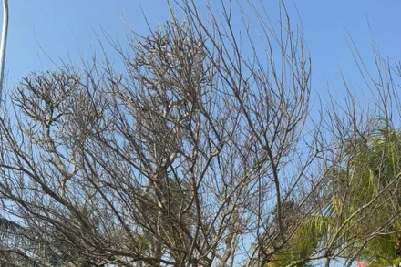 Cây đào được chiết từ cây mẹ tại Di tích lịch sử Nhà tù Sơn La.